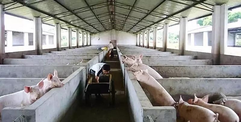 豬場空氣源熱泵地暖案例 豬場空氣源熱泵地暖案例